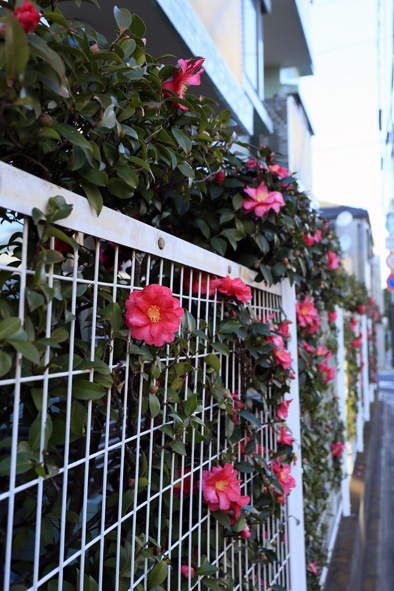 山茶花B.jpg